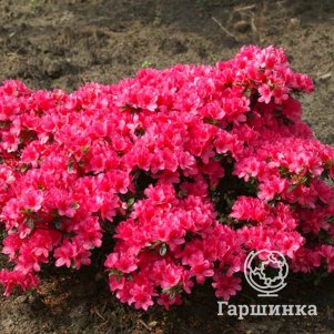 Рододендрон (Азалия) Модеркенсдаг