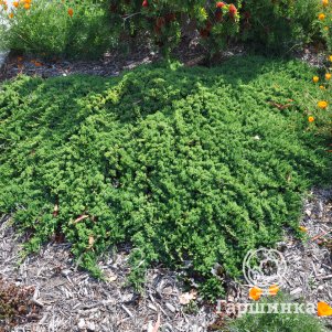 

Можжевельник Прострата горизонтальный