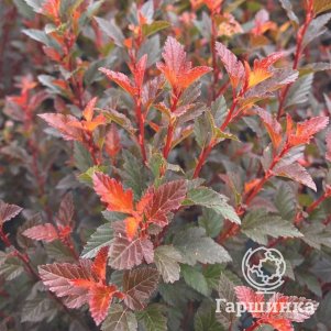 

Пузыреплодник Мэджикал Свит Черри Ти