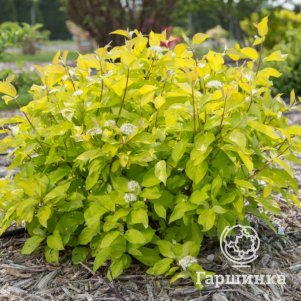 

Дерен Неон Берст белый