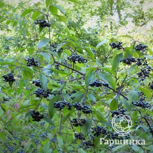 Дерен Блю Клауд душистый