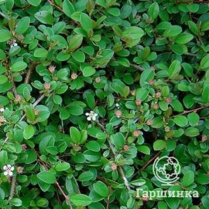 

Кизильник Эйхольц укореняющийся