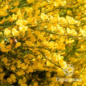 

Ракитник Голден Санлайт