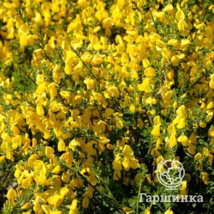 

Ракитник Луна