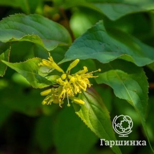 

Диервилла Дилон