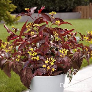 

Диервилла Троя Блэк ручейная