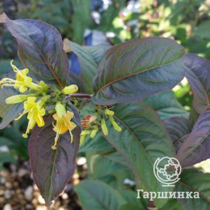 

Диервилла Батерфляй сидячелистная