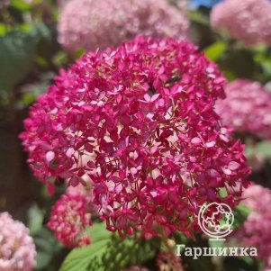 

Гортензия Сорбет (Фруктовое мороженое) древовидная