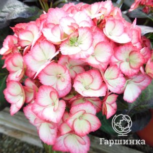 

Гортензия Шарм крупнолистная