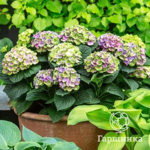 

Гортензия Глосси Липс крупнолистная