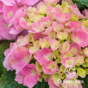 Гортензия Свит Липс крупнолистная