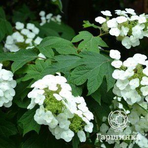 

Гортензия Сайкс Дварф дуболистная