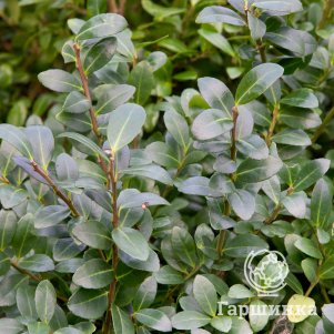 

Падуб Кэролайн Апрайт городчатый