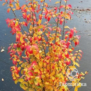 

Парротия Персиан Спайр персидская