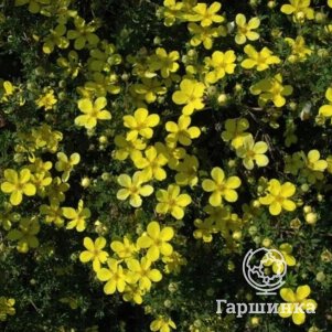 

Лапчатка Клондайк кустарниковая