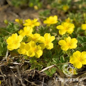 

Лапчатка Медик Уил Маунт кустарниковая