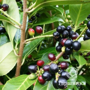 

Лавровишня Генолия