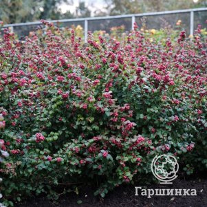 

Снежноягодник Мэджикал Винтерберри