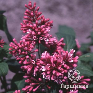 

Сирень Редвайн