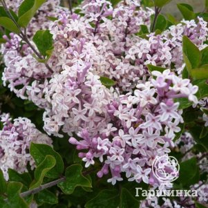 

Сирень Джози