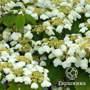 

Калина Мариеси