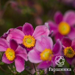 

Анемона (Ветреница) Спленденс