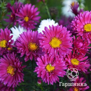 Астра Эльта новобельгийская