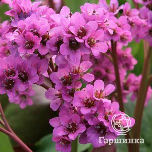 

Бадан Ротблюм