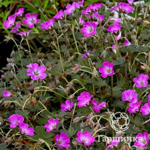 

Герань Таня Рендел