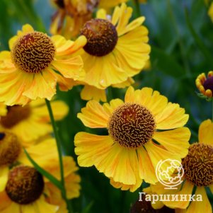 

Гелениум Везерголд