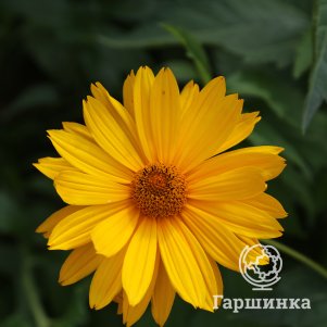 

Гелиопсис (солнечник) Венус