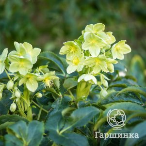 

Морозник Сильвер Лейс падуболистный