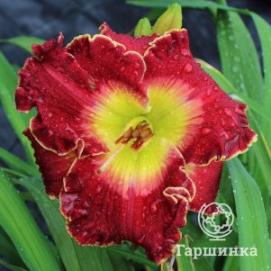 

Лилейник Краун Файр