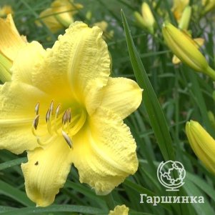 

Лилейник Франрант Ретурнс