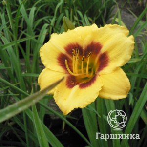 

Лилейник Литл Пол