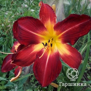 

Лилейник Ред Меджик