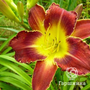 

Лилейник Роял Торнберд