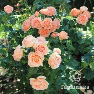 Роза Йорс ин Континуед Френдшип