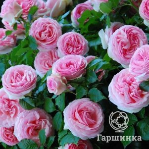 

Роза Пьер Де Ронсар