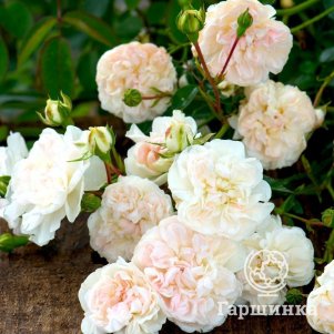 

Роза Свани почвопокровная