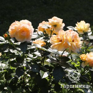 

Роза Ханзештадт Росток