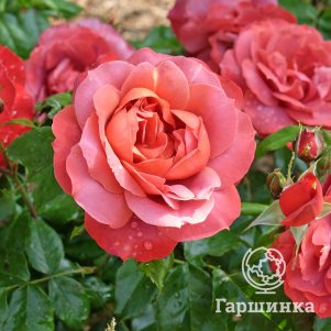 

Роза Хот Шоколад