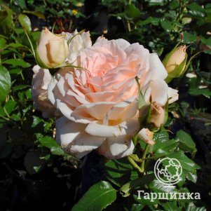 

Роза Чандос Бьюти чайно-гибридная