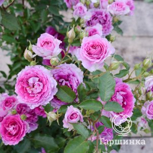 

Роза Шахерезада