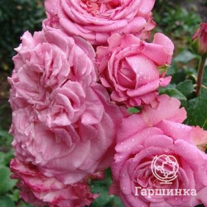 Роза Эшли чайно-гибридная