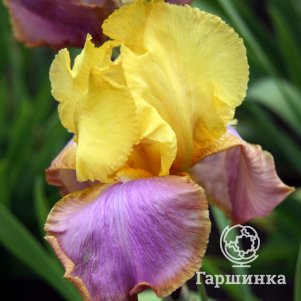 

Ирис бородатый Сансет Скай