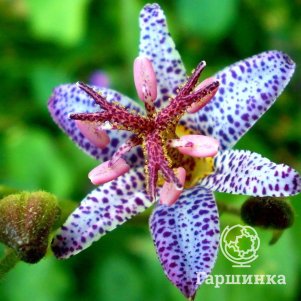 

Трициртис Тайвань Адбейн коротковолосистый