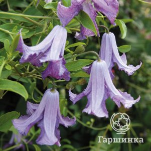 

Клематис Бетти Корнинг крупноцветковый (3)