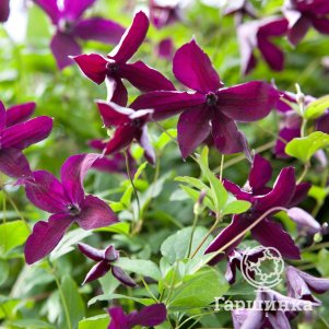 

Клематис Блэк Принц крупноцветковый (3)