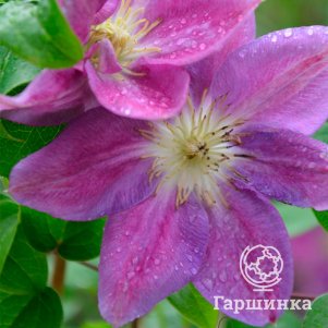 

Клематис Чейнж оф Харт крупноцветковый (2)